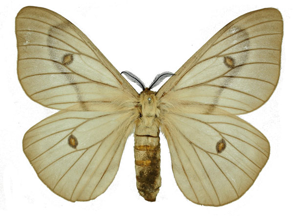 /filer/webapps/moths/media/images/A/apollina_Ceranchia_AF_Basquin.jpg