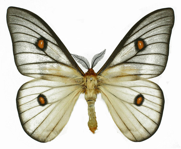 /filer/webapps/moths/media/images/A/apollina_Ceranchia_AM_Basquin.jpg