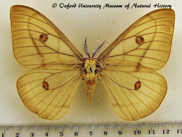 /filer/webapps/moths/media/images/A/apollina_Ceranchia_A_OUMNH.jpg