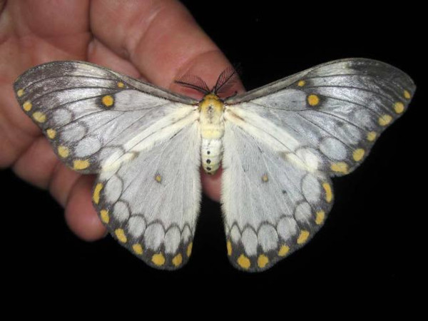 /filer/webapps/moths/media/images/A/apollinaris_Pseudaphelia_A_Bygott.jpg