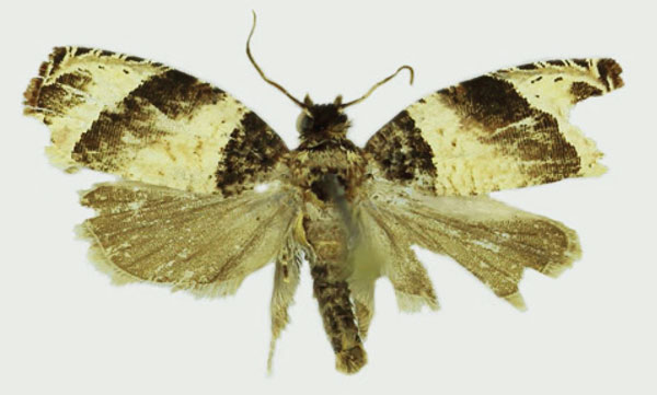 /filer/webapps/moths/media/images/A/apollo_Gnathodracon_HT_Karisch.jpg