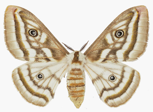 /filer/webapps/moths/media/images/A/apollonia_Heniocha_AF_Basquin.jpg