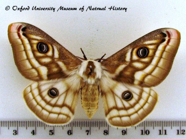 /filer/webapps/moths/media/images/A/apollonia_Heniocha_AF_OUMNH_01.jpg