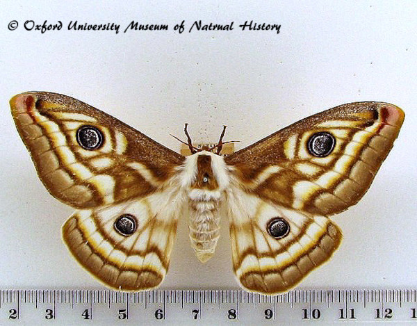 /filer/webapps/moths/media/images/A/apollonia_Heniocha_AF_OUMNH_02.jpg