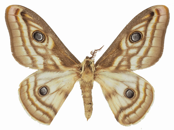 /filer/webapps/moths/media/images/A/apollonia_Heniocha_AM_Basquina.jpg