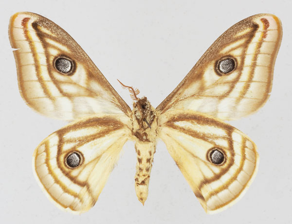 /filer/webapps/moths/media/images/A/apollonia_Heniocha_AM_Basquinb.jpg