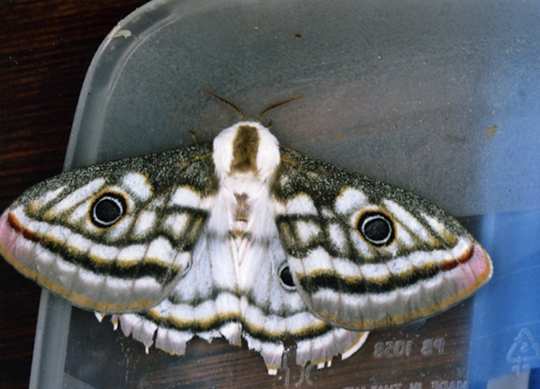 /filer/webapps/moths/media/images/A/apollonia_Heniocha_A_Roland_01.jpg