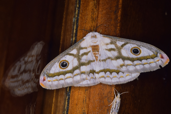 /filer/webapps/moths/media/images/A/apollonia_Heniocha_A_Roland_01_Fhy8sbp.jpg