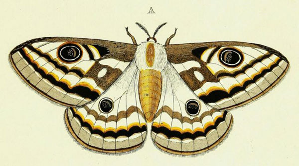 /filer/webapps/moths/media/images/A/apollonia_Heniocha_Cramer3_250_A.jpg