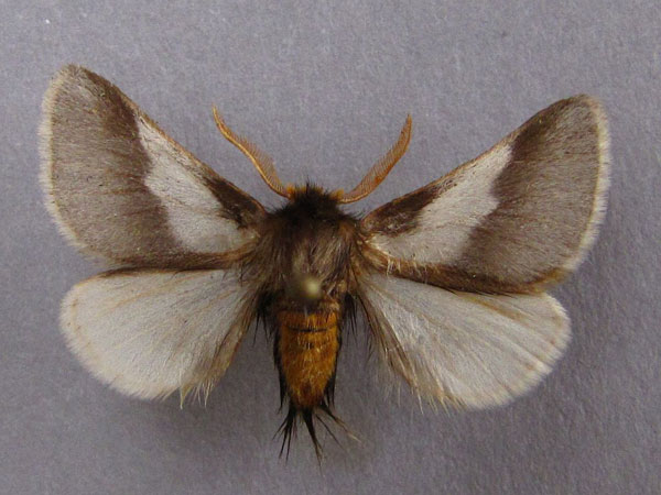 /filer/webapps/moths/media/images/A/apologetica_Thaumetopoea_A_Baron_01.jpg
