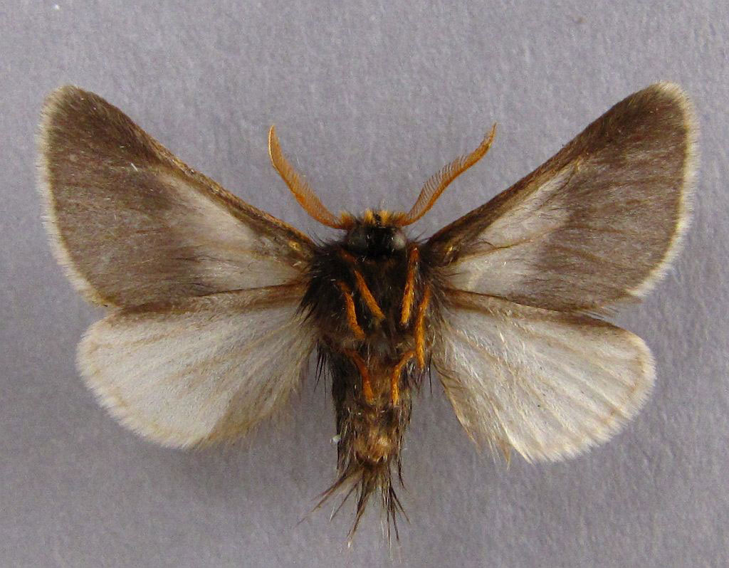 /filer/webapps/moths/media/images/A/apologetica_Thaumetopoea_A_Baron_02_or7iw35.jpg