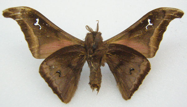 /filer/webapps/moths/media/images/A/apora_Ludia_STM_NHMUKb.jpg