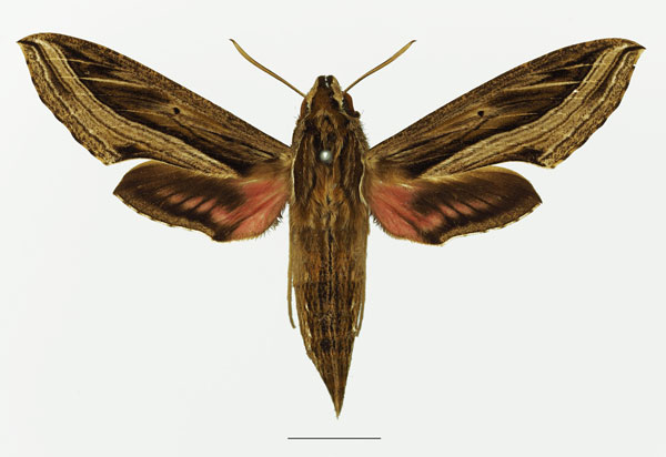 /filer/webapps/moths/media/images/A/aporodes_Hippotion_AF_Basquina.jpg