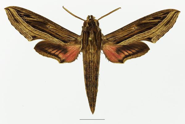 /filer/webapps/moths/media/images/A/aporodes_Hippotion_AM_Basquina.jpg