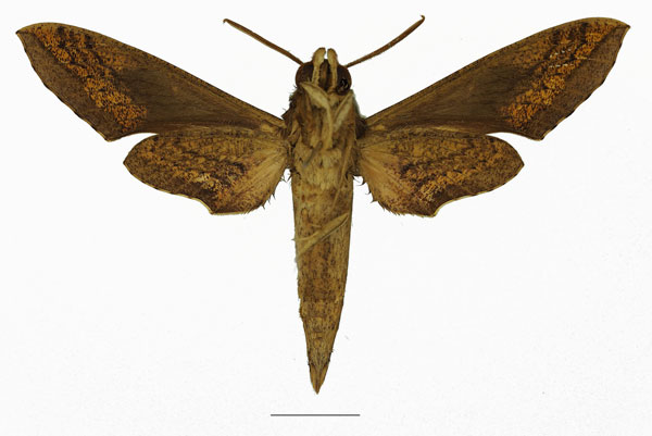 /filer/webapps/moths/media/images/A/aporodes_Hippotion_AM_Basquinb.jpg