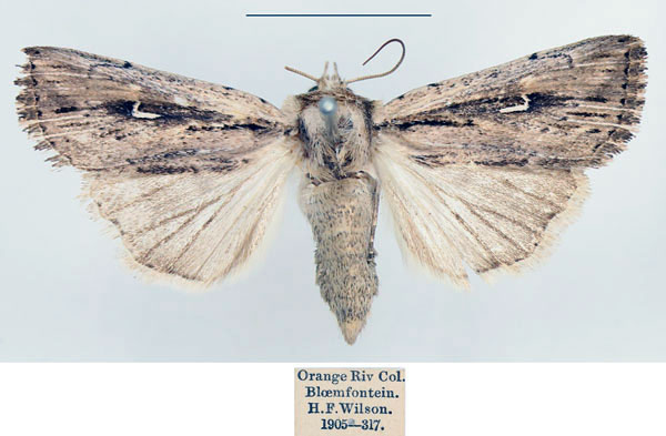 /filer/webapps/moths/media/images/A/apparata_Mythimna_AF_BMNH.jpg