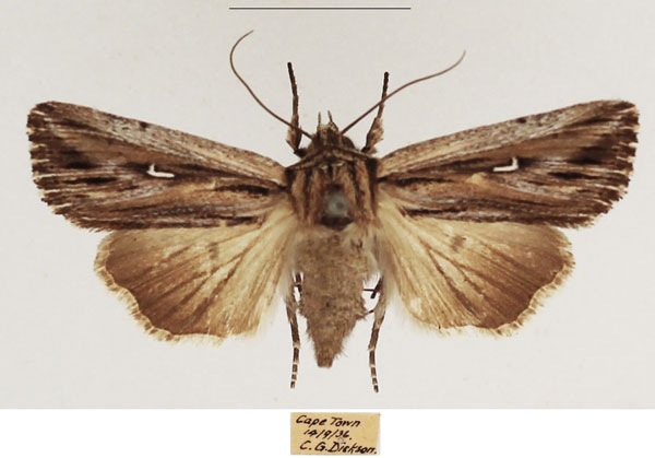 /filer/webapps/moths/media/images/A/apparata_Mythimna_AF_TMSA_01.jpg