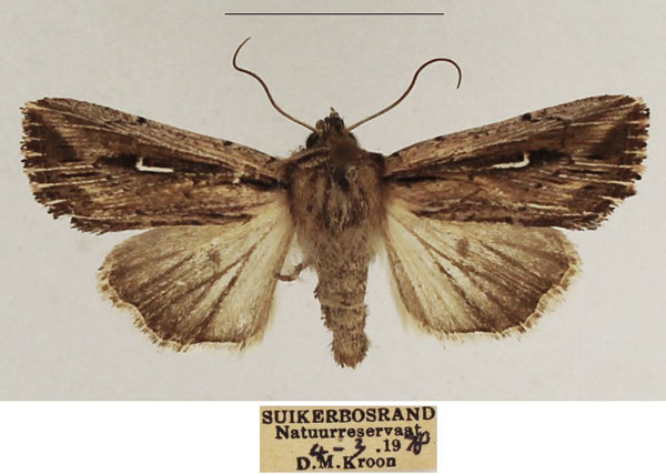 /filer/webapps/moths/media/images/A/apparata_Mythimna_AF_TMSA_02.jpg
