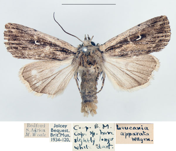 /filer/webapps/moths/media/images/A/apparata_Mythimna_AM_BMNH_01.jpg
