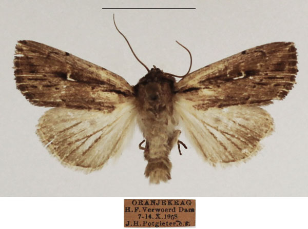 /filer/webapps/moths/media/images/A/apparata_Mythimna_AM_TMSA_01.jpg
