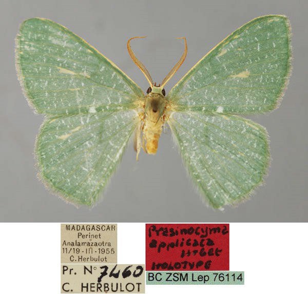 /filer/webapps/moths/media/images/A/applicata_Prasinocyma_HT_ZSM_01.jpg