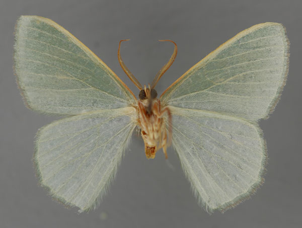 /filer/webapps/moths/media/images/A/applicata_Prasinocyma_HT_ZSM_02.jpg