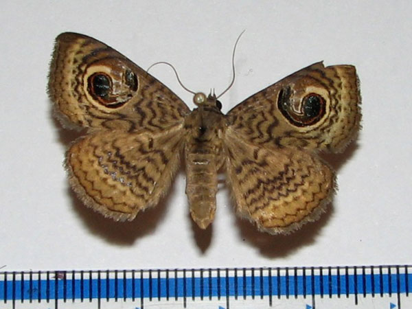 /filer/webapps/moths/media/images/A/appollina_Calliodes_A_Goff.jpg