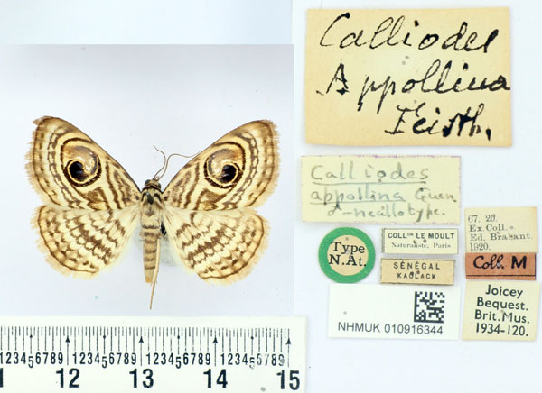 /filer/webapps/moths/media/images/A/appollina_Calliodes_NAT_BMNH.jpg