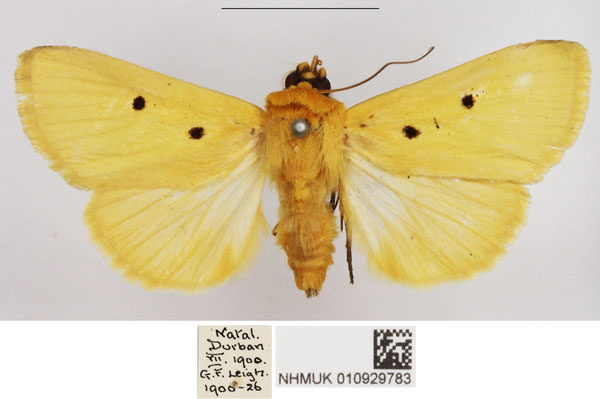 /filer/webapps/moths/media/images/A/appollinis_Leocyma_AF_NHMUK_01.jpg