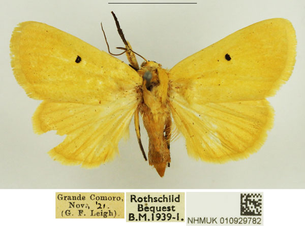 /filer/webapps/moths/media/images/A/appollinis_Leocyma_AF_NHMUK_03.jpg