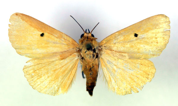 /filer/webapps/moths/media/images/A/appollinis_Leocyma_AF_RMCA.jpg