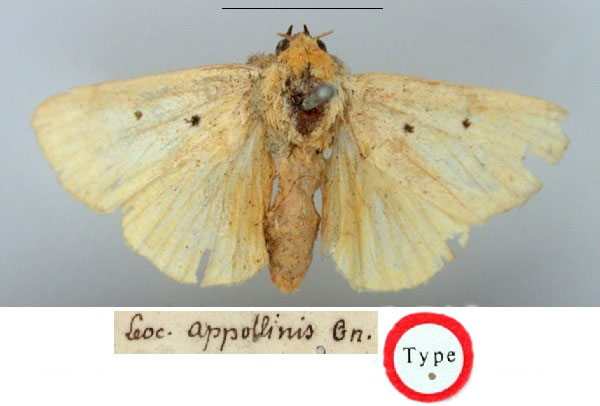 /filer/webapps/moths/media/images/A/appollinis_Leocyma_ST_BMNH.jpg