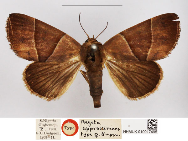 /filer/webapps/moths/media/images/A/approximans_Negeta_HT_NHMUK.jpg