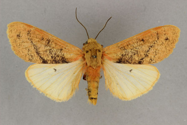 /filer/webapps/moths/media/images/A/approximans_Teracotona_AF_BMNH.jpg