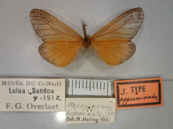 /filer/webapps/moths/media/images/A/approximata_Staphylinochrous_HT_RMCA_02.jpg