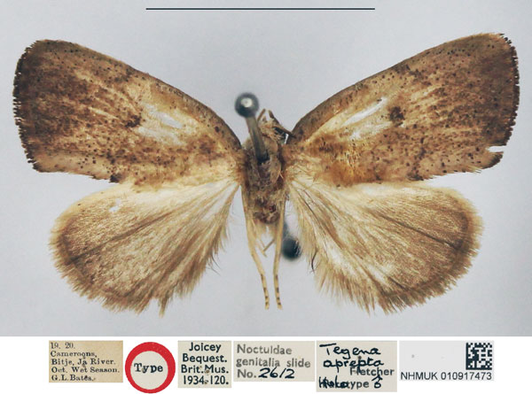 /filer/webapps/moths/media/images/A/aprepta_Tegena_HT_NHMUK.jpg