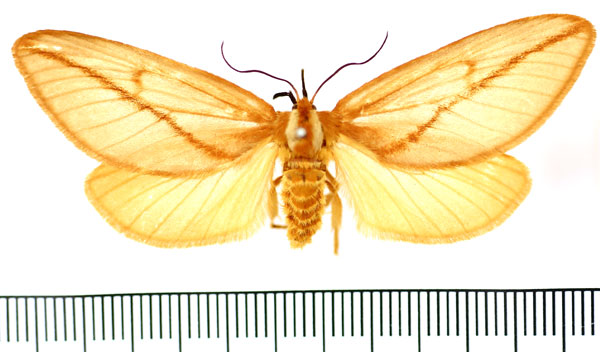 /filer/webapps/moths/media/images/A/aprica_Hadraphe_AF_BMNH.jpg