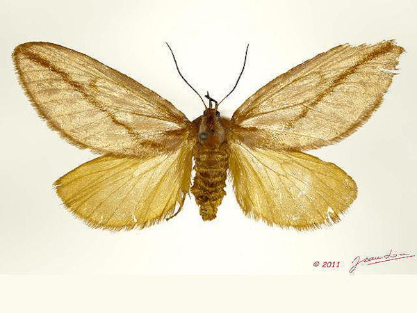 /filer/webapps/moths/media/images/A/aprica_Hadraphe_A_Albert.jpg