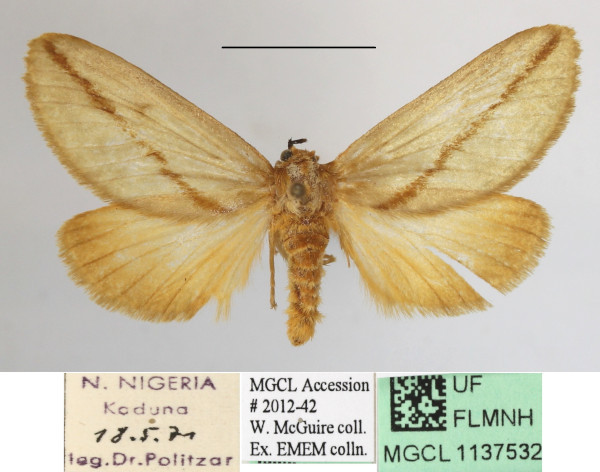 /filer/webapps/moths/media/images/A/aprica_Hadraphe_A_MGCLa_01.jpg