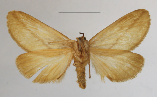 /filer/webapps/moths/media/images/A/aprica_Hadraphe_A_MGCLb_01.jpg