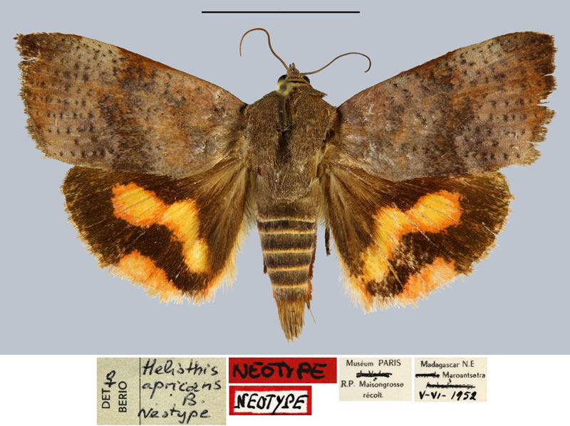 /filer/webapps/moths/media/images/A/apricans_Heliothis_NT_MNHN.jpg