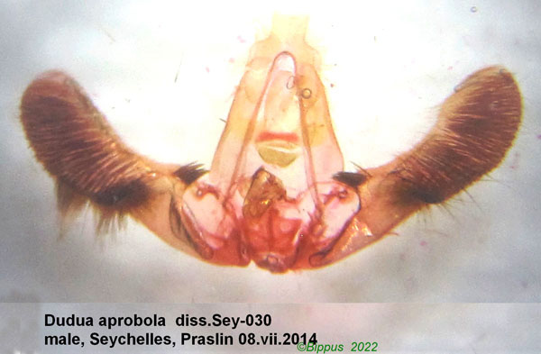/filer/webapps/moths/media/images/A/aprobola_Dudua_GM_Bippus.jpg