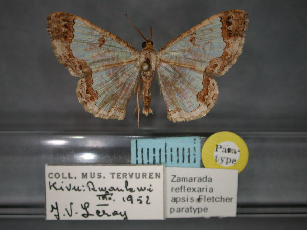 /filer/webapps/moths/media/images/A/apsis_Zamarada_PT_RMCA_01.jpg