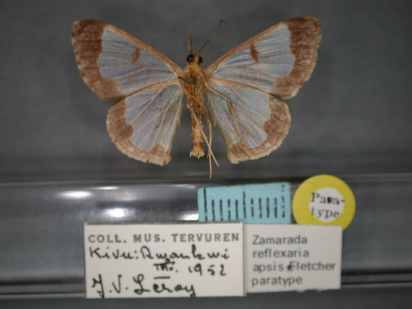 /filer/webapps/moths/media/images/A/apsis_Zamarada_PT_RMCA_02.jpg