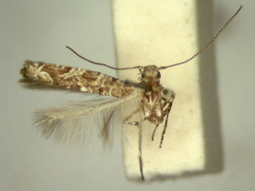 /filer/webapps/moths/media/images/A/aptata_Conopomorphina_HT_TMSA343.jpg