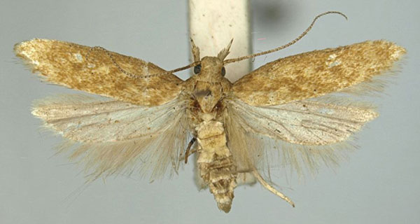 /filer/webapps/moths/media/images/A/aptatella_Scrobipalpa_AM_TMSA.jpg