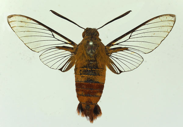 /filer/webapps/moths/media/images/A/apus_Cephonodes_AM_Basquin.jpg