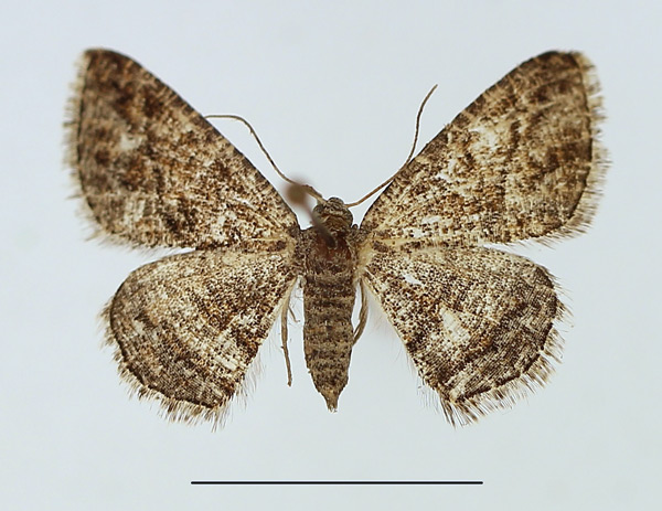 /filer/webapps/moths/media/images/A/aquaemontana_Cabera_AF_TMSA.jpg