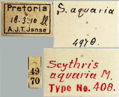 /filer/webapps/moths/media/images/A/aquaria_Scythris_LTLBL_TMSA.jpg