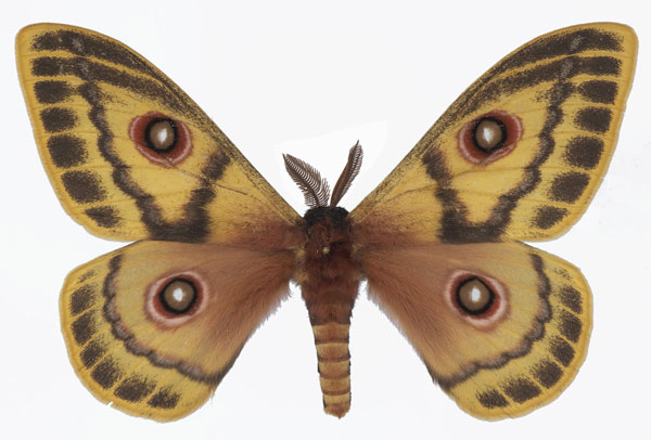 /filer/webapps/moths/media/images/A/arabella_Bunaeopsis_AM_Basquina.jpg